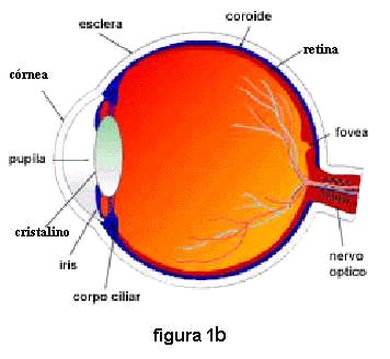 anatomia ocular