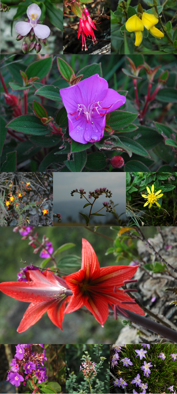 Março/07 - Flores da Serra da Piedade - Mariana Felipe (Monitora OAFR) 

        À Luz de um Sol soberano no céu os olhares se voltam para a Terra e admiram o   microcosmo.    
